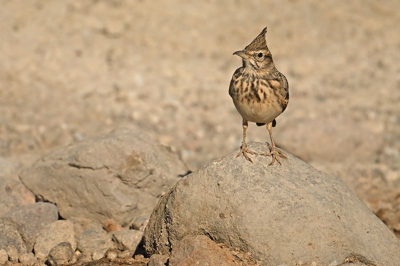 Gallery Crested Lark