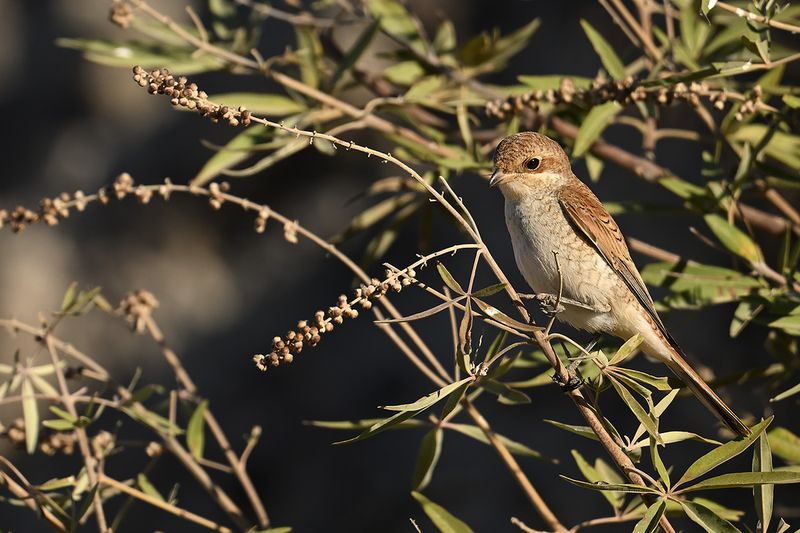 Gallery Red-backed Shrike