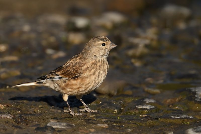 Linnet (Carduelis cannabina)