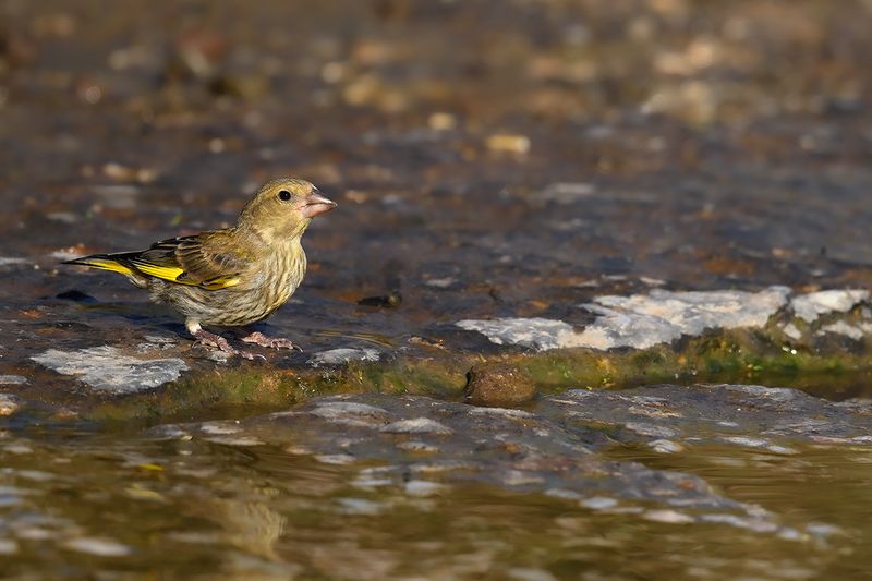 Greenfinch (Carduelis chloris)