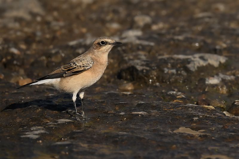 Eastern Black-eared Wheatear (Oenanthe melanoleuca)