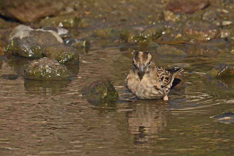 Rock Sparrow (Petronia petronia)