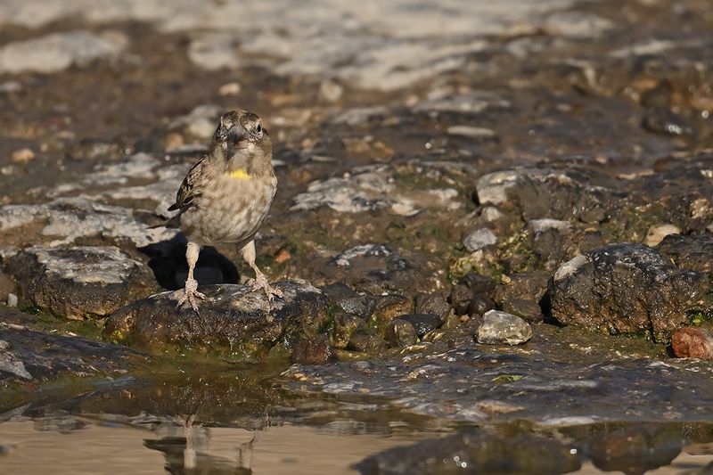 Rock Sparrow (Petronia petronia)
