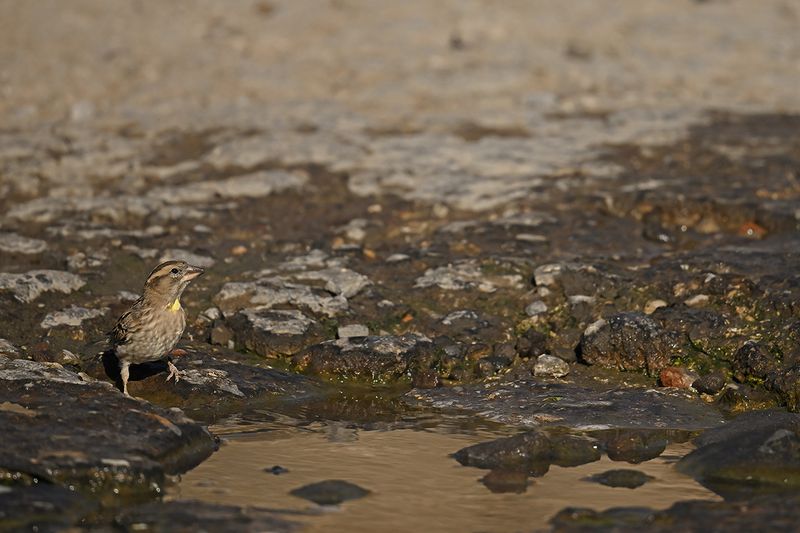 Rock Sparrow (Petronia petronia)