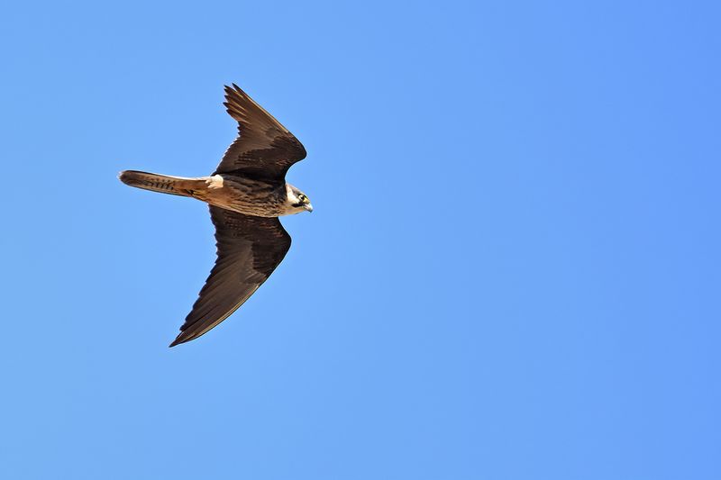 Eleonora's Falcon (Falco eleonorae)