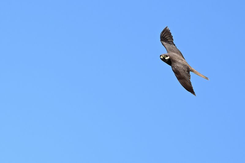Eleonora's Falcon (Falco eleonorae)