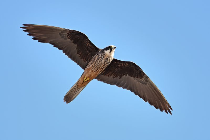Gallery Eleonora's Falcon