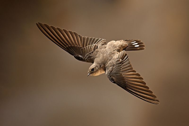 Crag Martin (Ptyonoprogne rupestris)