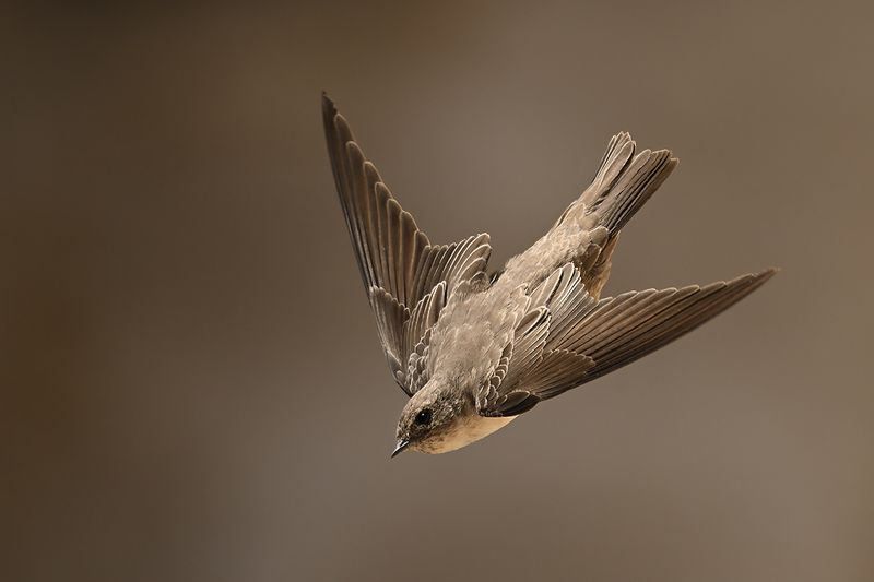 Crag Martin (Ptyonoprogne rupestris)