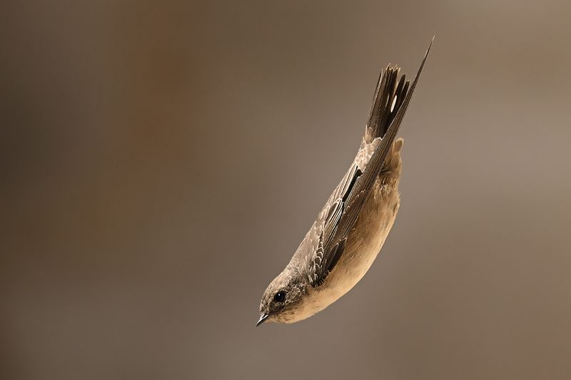 Crag Martin (Ptyonoprogne rupestris)