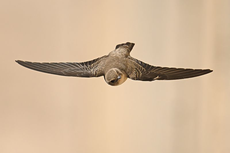 Crag Martin (Ptyonoprogne rupestris)