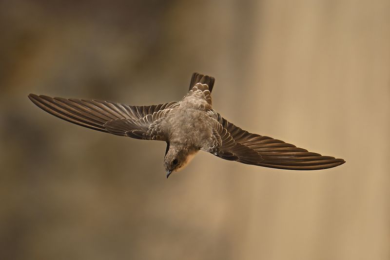 Crag Martin (Ptyonoprogne rupestris)