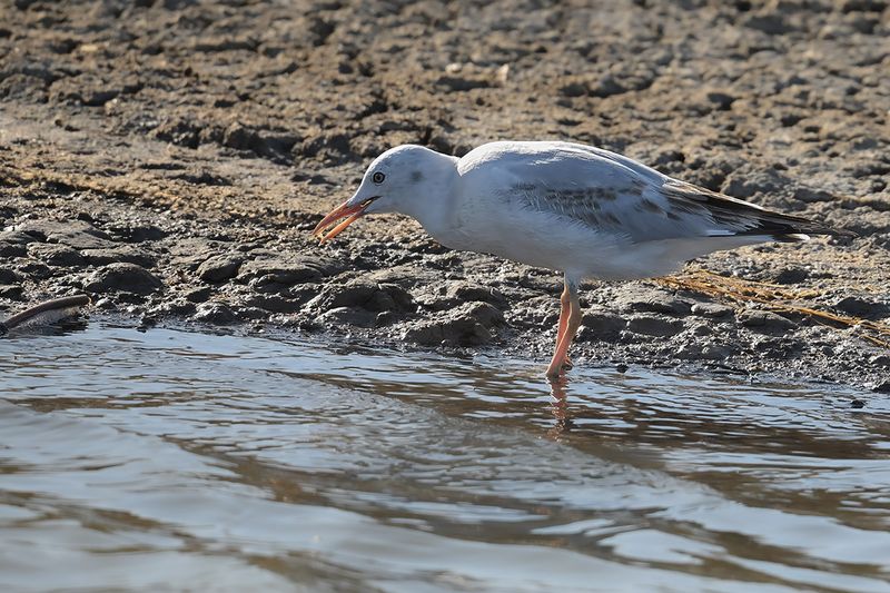 Slender-billed Gull (Chroicocephalus genei)	
