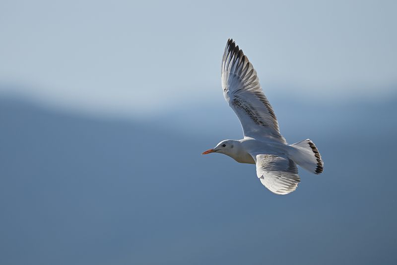 Slender-billed Gull (Chroicocephalus genei)	