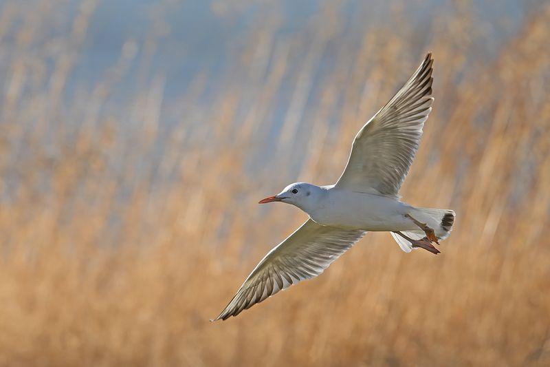 Slender-billed Gull (Chroicocephalus genei)	