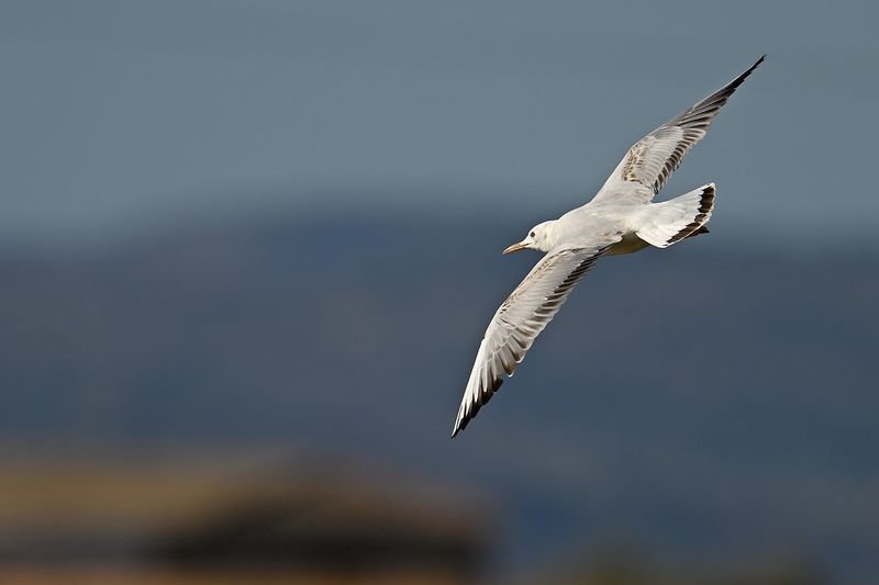 Slender-billed Gull (Chroicocephalus genei)	
