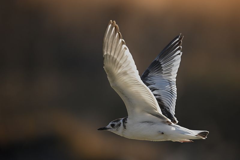 Little Gull (Hydrocoloeus minutus)