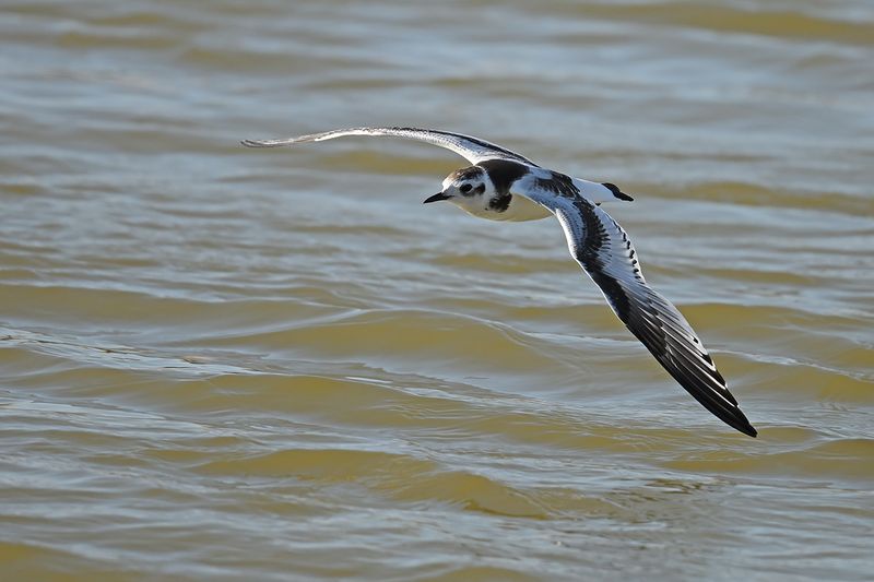 Little Gull (Hydrocoloeus minutus)