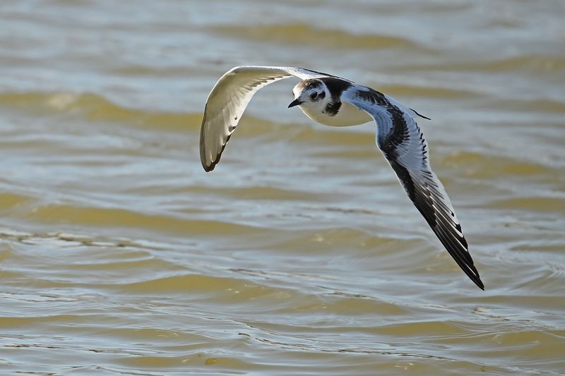Little Gull (Hydrocoloeus minutus)