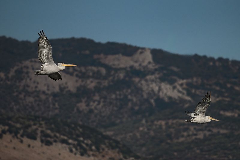 Dalmatian pelican (Pelecanus crispus)	