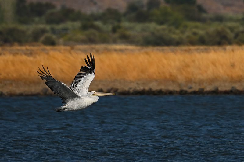 Dalmatian pelican