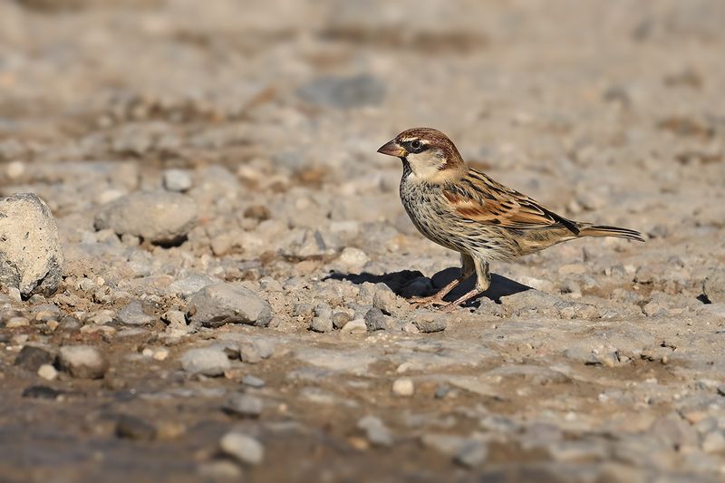 Gallery Spanish Sparrow