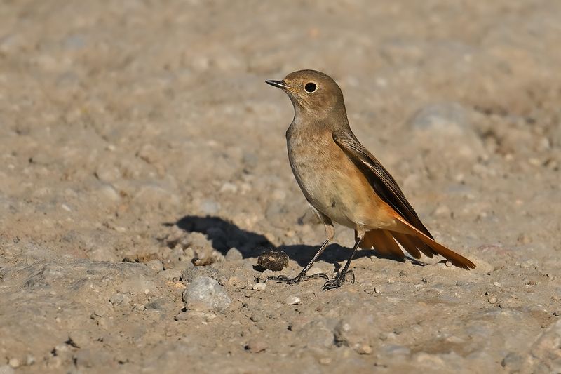 Common Redstart (Phoenicurus phoenicurus)