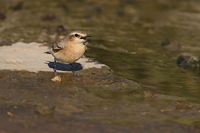 Gallery Northern Wheatear