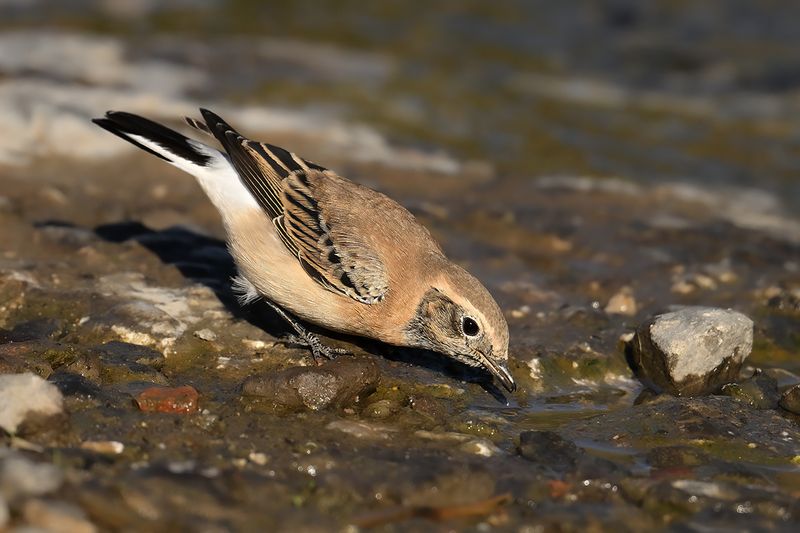 Eastern Black-eared Wheatear (Oenanthe melanoleuca)