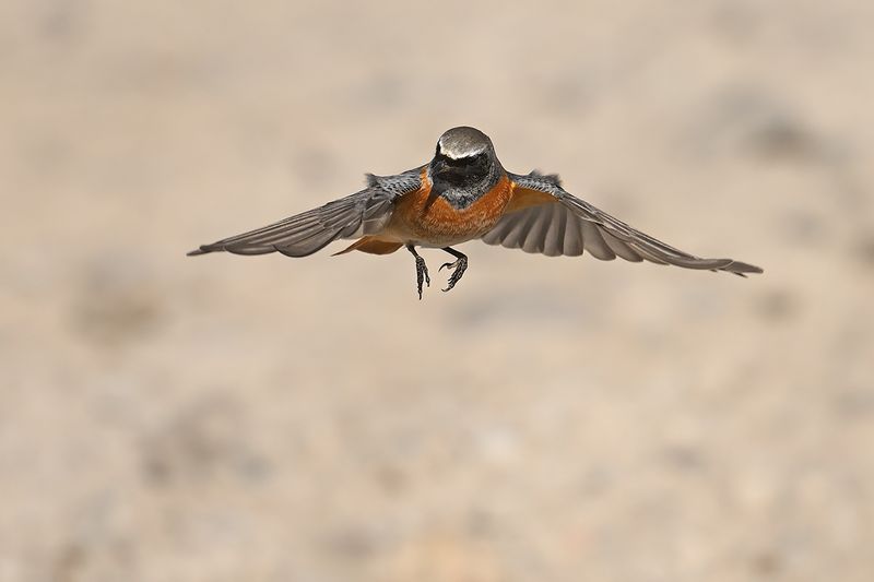 Common Redstart (Phoenicurus phoenicurus)