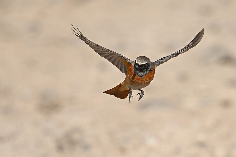 Common Redstart (Phoenicurus phoenicurus)