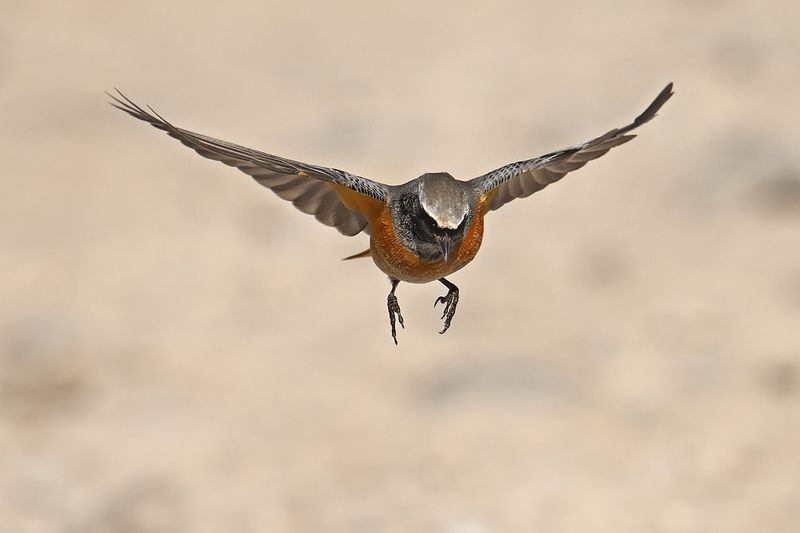 Common Redstart (Phoenicurus phoenicurus)