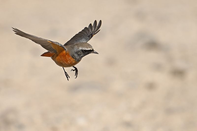 Common Redstart (Phoenicurus phoenicurus)