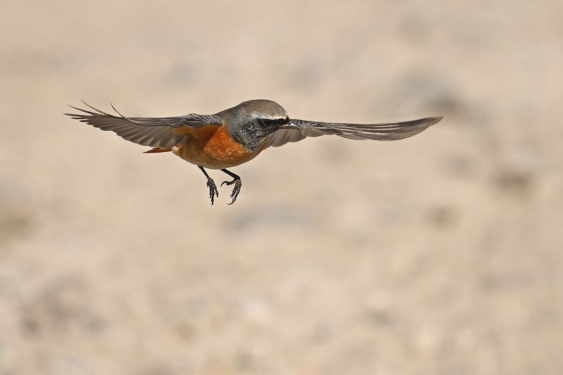Common Redstart (Phoenicurus phoenicurus)
