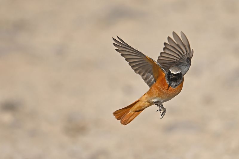 Common Redstart (Phoenicurus phoenicurus)