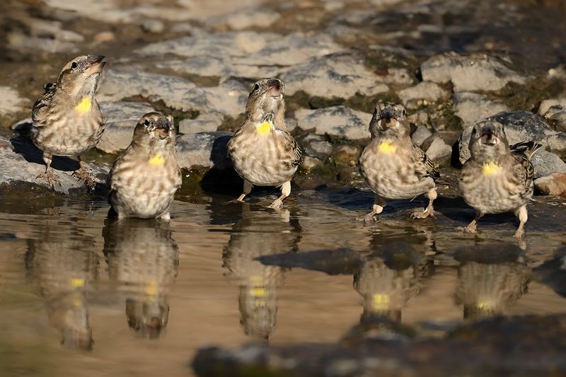 Rock Sparrow (Petronia petronia)