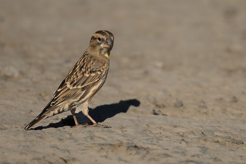 Rock Sparrow (Petronia petronia)
