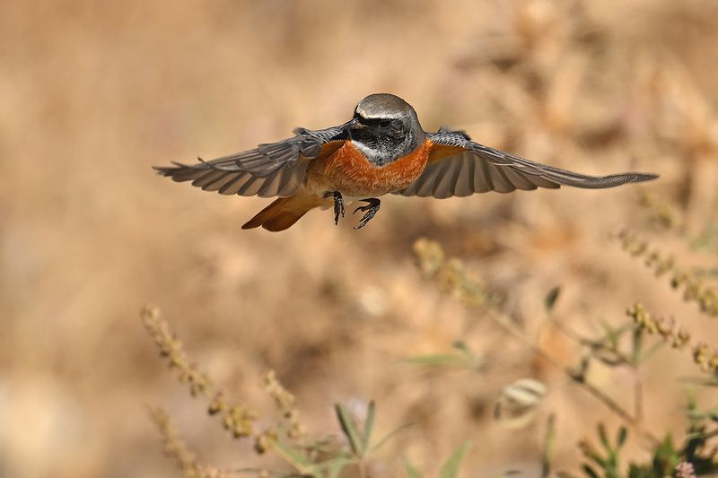 Common Redstart (Phoenicurus phoenicurus)