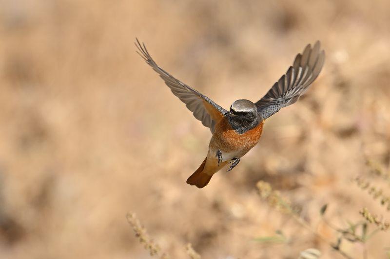 Common Redstart (Phoenicurus phoenicurus)