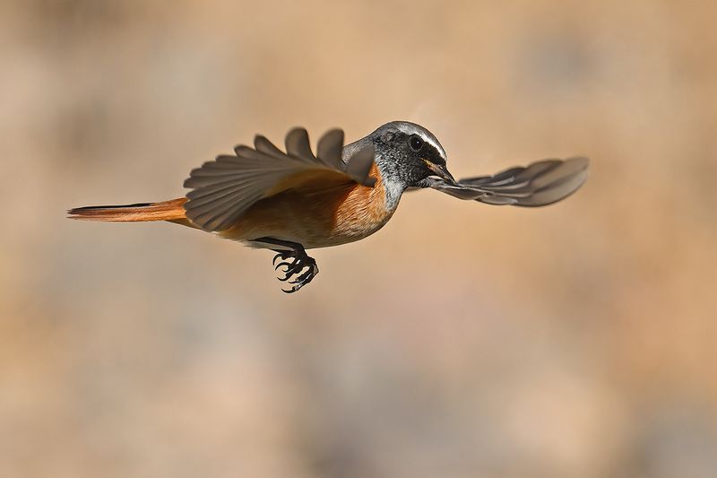 Common Redstart (Phoenicurus phoenicurus)