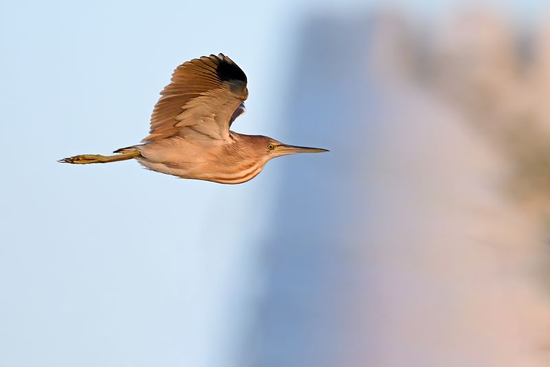 Yellow Bittern (Botaurus sinensis)