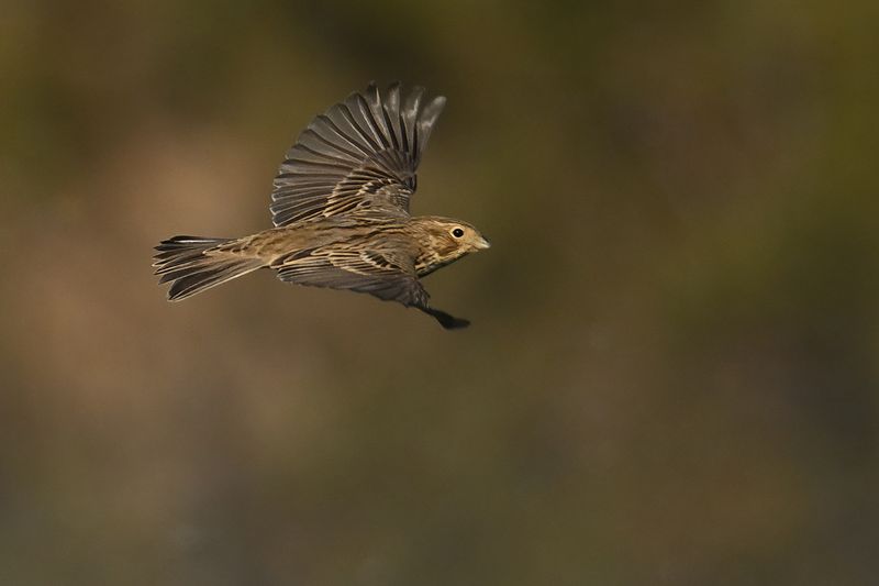 Corn Bunting (Miliaria calandra)