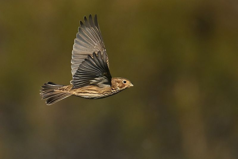 Corn Bunting (Miliaria calandra)