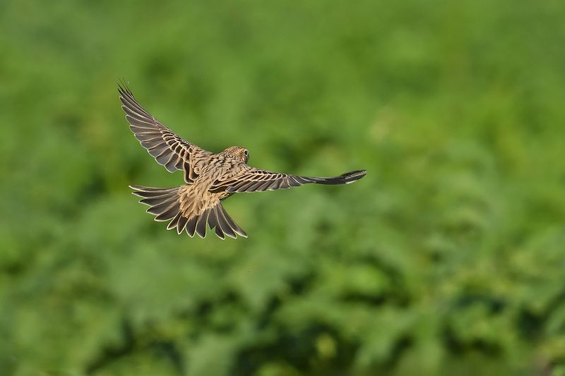 Corn Bunting (Miliaria calandra)