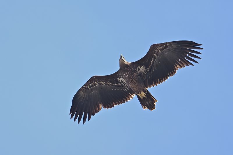 Gallery White-tailed eagle