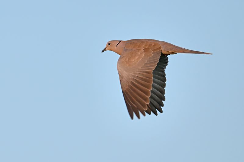 Eurasian Collared Dove (Streptopelia decaocto)