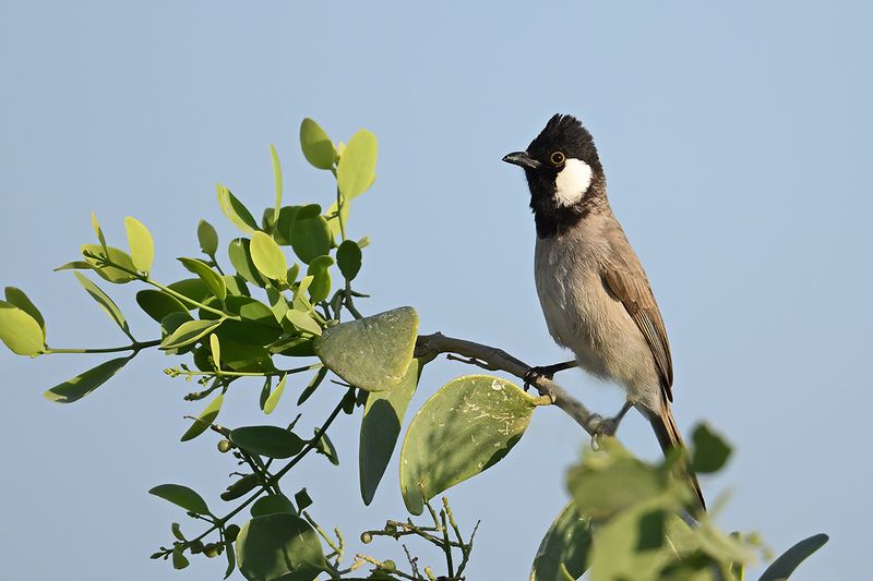White-eared Bulbul (Pycnonotus leucotis)