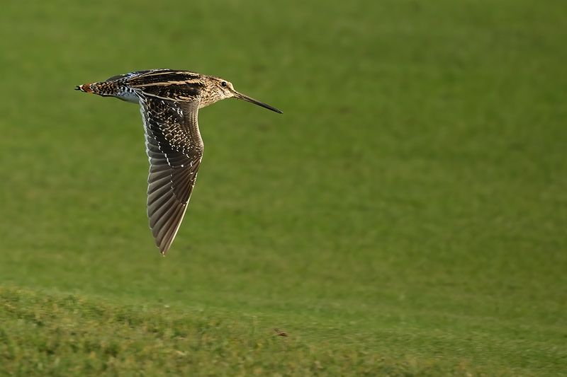 Common Snipe (Gallinago gallinago)