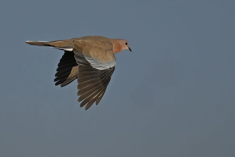 Laughing Dove (Spilopelia senegalensis)