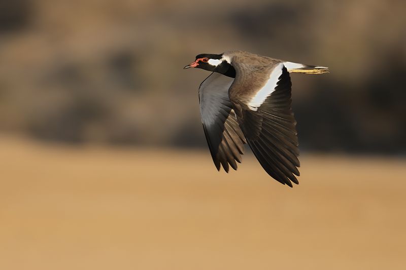 Red-wattled Plover(Vanellus indicus ssp aigneri)